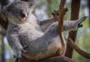 ¿Sabías que el Koala es el animal que duerme más horas?