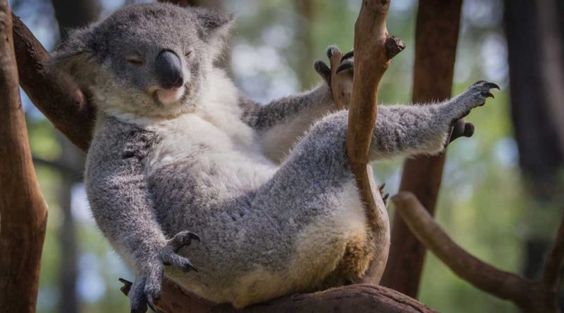 ¿Sabías que el Koala es el animal que duerme más horas?