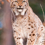 Descubren nueva especie de gato salvaje en Bolivia