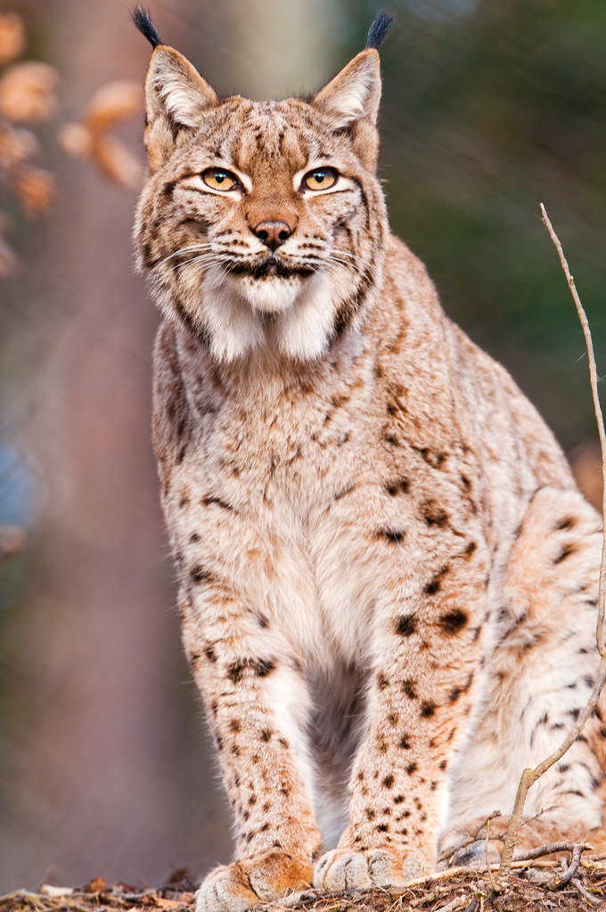 Descubren nueva especie de gato salvaje en Bolivia