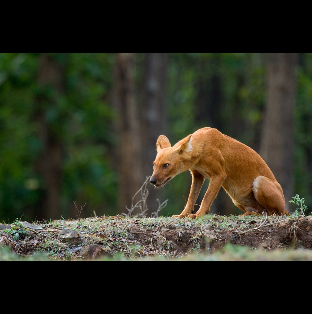 Descubren nueva especie de gato tras cien años