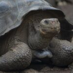 Jonathan, la tortuga de 194 años, revela su genoma