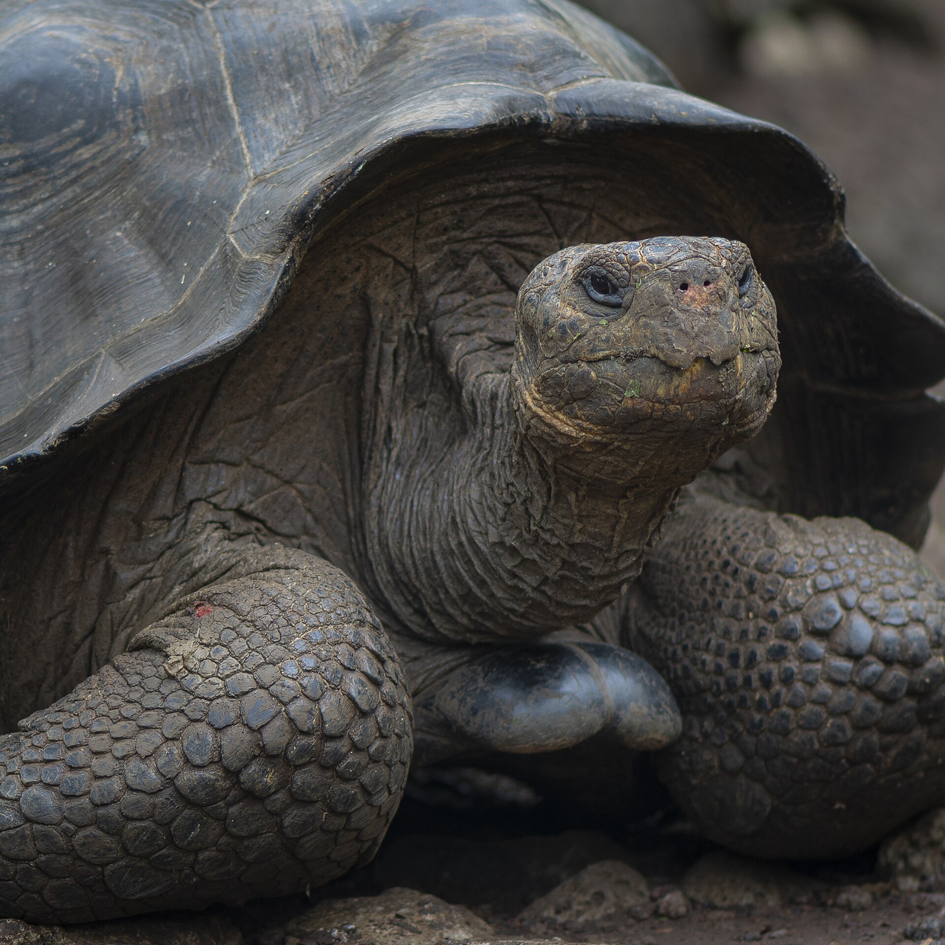 Jonathan, la tortuga de 194 años, revela su genoma